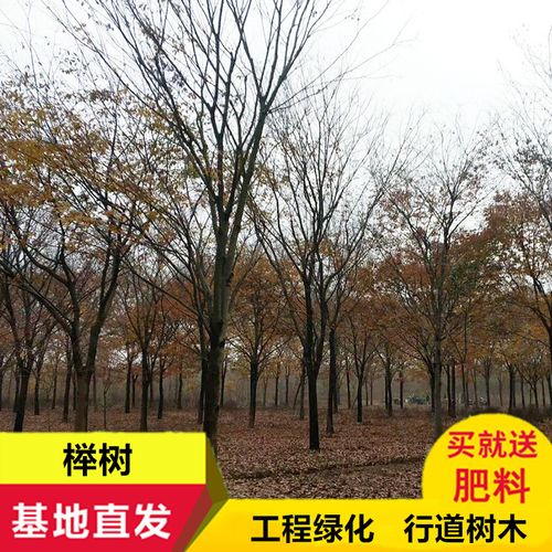 红榉树苗 榉树小苗 庭院室外工程绿化专用大榉树血榉木道路风景树