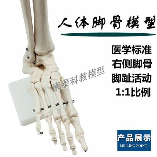 全国推广人体脚骨模型1比1比例踝关节脚趾关节可活动足骨结构医用