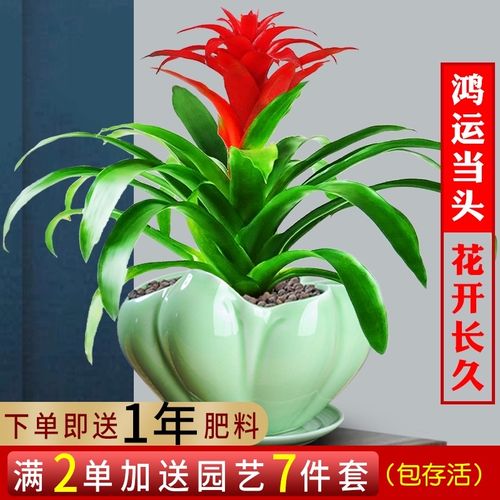 鸿运当头小盆栽招财绿植花卉室内四季开花植物好养红星凤梨花盆景