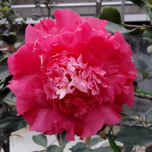 超级赛牡丹 名贵进口品种茶花苗巨花型茶花庭院阳台高档绿植