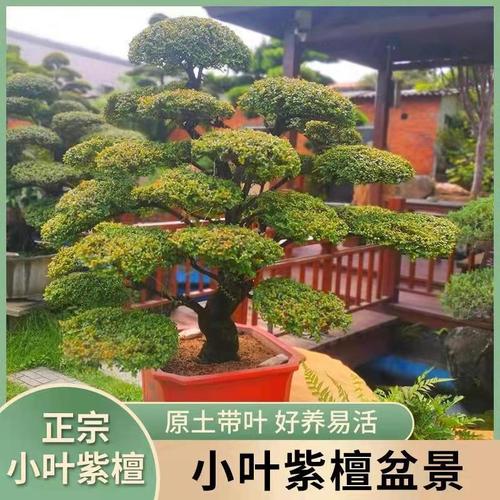 正宗小叶紫檀树苗名贵苗木盆景造型小叶紫檀树苗小叶紫檀老桩紫檀