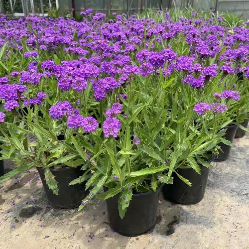 柳叶马鞭草盆栽 多年生宿根花卉 室外庭院花园花镜中后景植物包邮