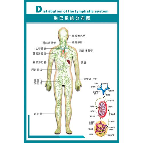 淋巴系统分布图知识挂图 人体医学解剖图解海报 健康诊疗宣传展板
