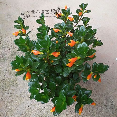 包邮带花苞金鱼吊兰带花盆栽金鱼花室内四季开花水培易养易活绿植