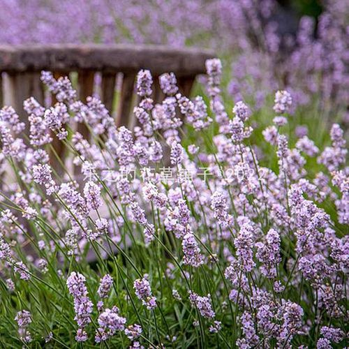 进口薰衣草种子 罗希亚 玫瑰色lavender四季阳台庭院盆栽芬芳花卉