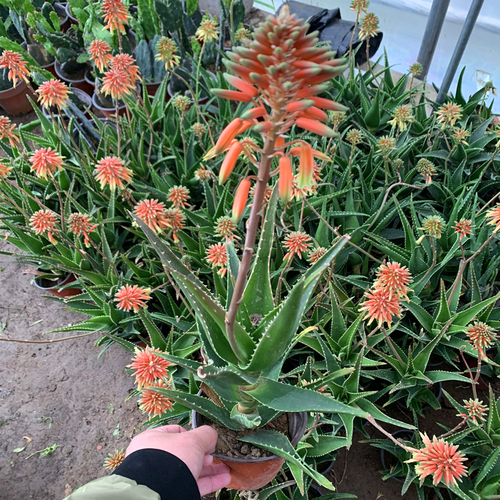 芦荟植物好望角芦荟开普芦荟海虎芦荟库拉索芦荟室内盆栽带花发货