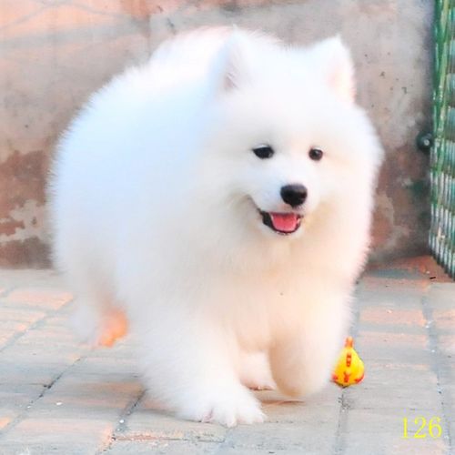 普洱萨摩耶幼犬纯种活体熊版白色微笑天使大白熊中型宠物狗