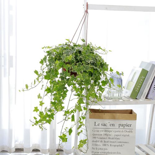 藤常春藤水培盆栽吊兰植物花卉净化空气吸甲醛绿植好养活 花叶常春藤