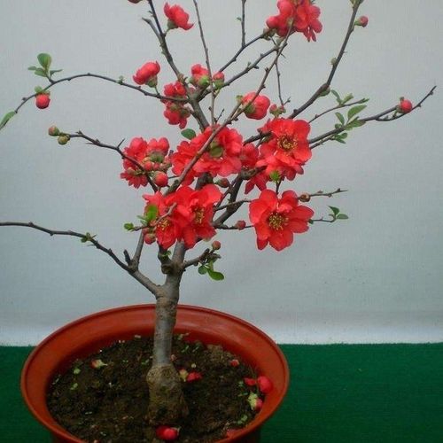 木瓜海棠 12年精品盆景(开花爆满)