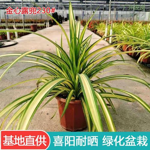 金心露兜盆栽室外耐热晒喜阳植物阳台点缀花卉北欧ins风 四季常青