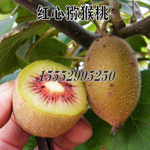 新品种特大果猕猴桃树苗红心嫁接楚红红阳猕猴桃苗南北方种植地栽