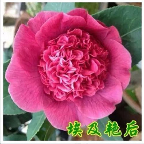 五色赤丹四季开花浓香客厅阳台绿植室内庭院香妃茶花树苗 埃及艳后 四