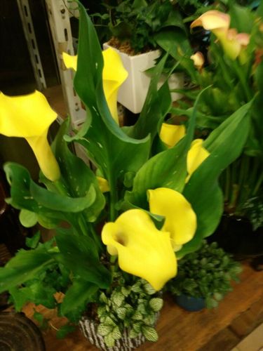 新品种 彩色马蹄莲黄色马蹄莲花卉家庭公司摆放花花鸟市场同城送