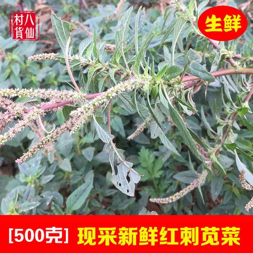 新鲜刺苋菜 现挖红梗簕苋菜野苋菜假苋菜母猪刺 中草药500g 包邮