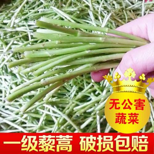 野生藜蒿湖北藜蒿新鲜芦蒿野生洪湖泥蒿篱蒿蓠蒿特产泥耗黎耗菜农