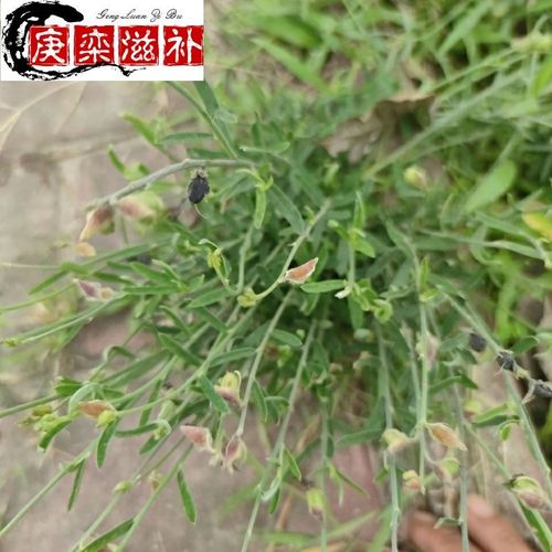 山草药养护肝草 一枝香 单枝香 新鲜干货 500克 500克新鲜