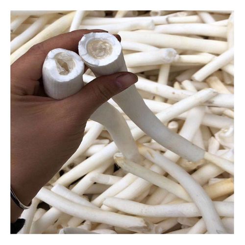 大通草中药材100克g包邮通心草通草中草药 非小通草 另售王不留行