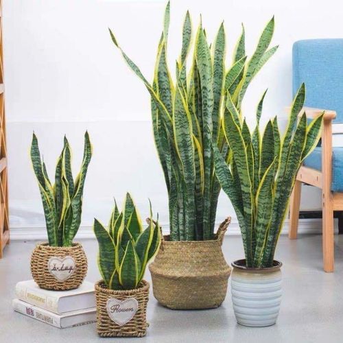 金边虎皮兰盆栽室内客厅阳台桌面绿植花卉虎尾兰苗盆景植物带花盆