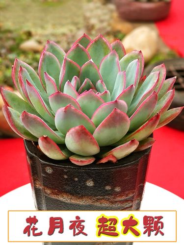 花月夜多肉老桩植物大颗盆栽阳台庭院好养易活一物一拍超萌巨型花
