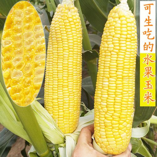 超甜水果玉米种子甜玉米种孑四季甜糯玉米种孑特大高产新品种包邮【4