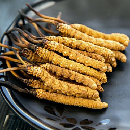 正品冬虫夏草非西藏那曲青海玉树冬虫草虫草花鲜草野生虫草2-3根