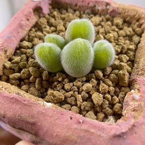 5头长毛翠滴玉群