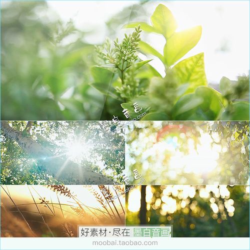 唯美小清新树叶树林阳光空镜头大自然植物春天夏天