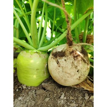 芥菜疙瘩新鲜 东北农家可自制咸菜芥菜嘎达头 5000g