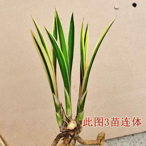 特价 蕙兰 兰花 黄金艺 值得收藏