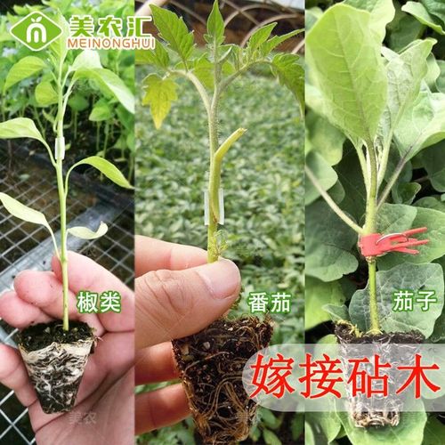 种菜记 番茄嫁接砧木种子强力茄子西瓜黄瓜椒类专用砧木根系发达