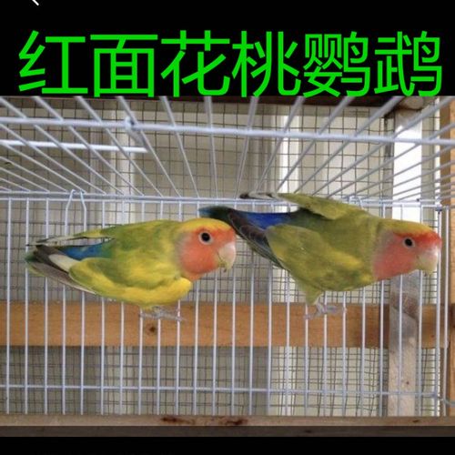 天弗宠物鸟特色面类牡丹种蛋新鲜蛋 可人工孵化 红面花桃 牡丹种蛋1个