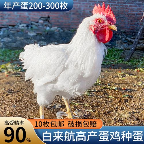 种蛋受精蛋可孵化高产白来航正宗农家土鸡蛋新鲜受精蛋安全营养蛋