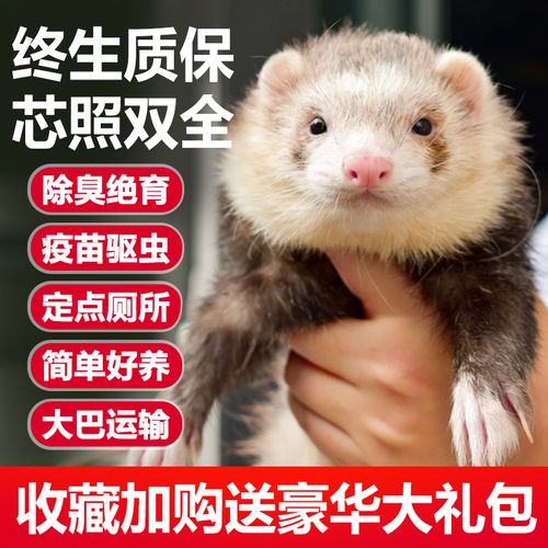 宠物雪貂小龙貂活体貂幼体幼崽宠物貂活物宿舍懒人雪貂活体qboy