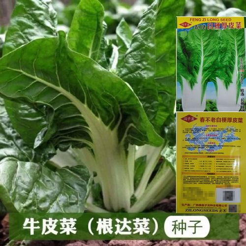 甜菜种子春不老牛皮菜厚皮菜根达菜四季大叶易种高产抗病蔬菜种子
