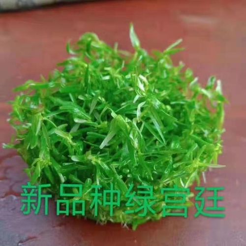 红雨伞绿宫廷水草鱼缸造景前景坪迷你矮牛毛活体植物无菌杯阴性