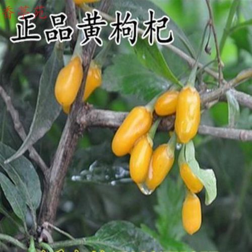 香葶苑  枸杞花苗盆景食用枸杞苗新疆黑枸杞苗宁夏枸杞树苗 黄枸杞 2