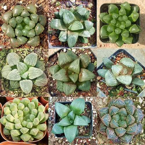 精美十二类多肉植物阿寒湖日月潭磨面寿芭提雅雪芝里精品绿植盆栽