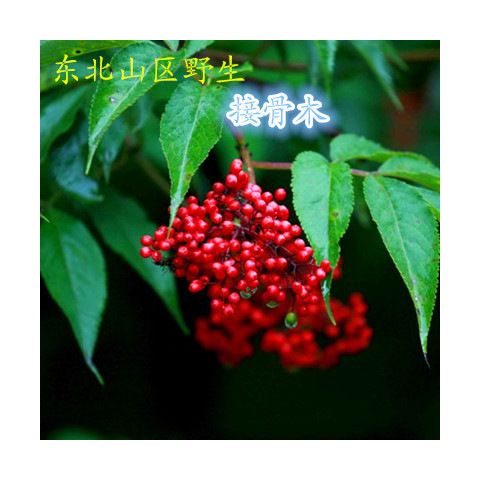 接骨木种子 公道老扦扦活 马尿 大接骨丹 续骨篱笆专用四季播种