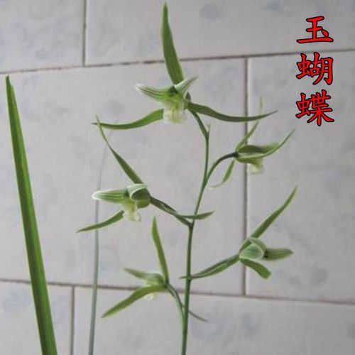 寒兰玉蝴蝶细叶 名贵盆栽室内四季植物好养花卉绿植兰草兰花苗