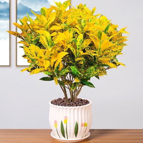 lml-【知享】黄金树黄金万两招财转运盆栽室内外花卉绿植除甲醛