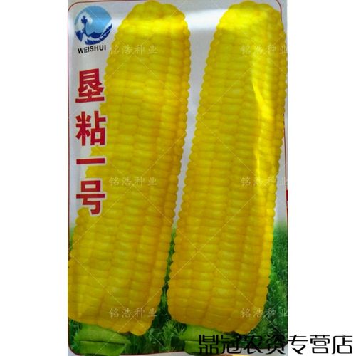 菜友黄糯玉米种子鲜食粘甜春夏季播大棒加香甜玉米籽垦粘一号 垦粘