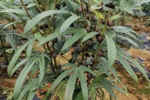 0/斤 五指毛桃成活率高,摘取成熟果实,纯太阳晒干非烘,明码实价