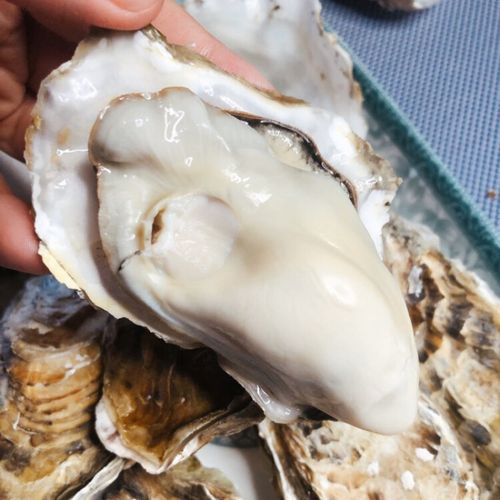生蚝肉新鲜大牡蛎带壳海蛎子贝类海鲜水产 3xl【90-120g/只】适合自吃