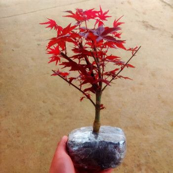 盆栽老桩四季红枫树苗带叶子室内阳台庭院植物 7年红舞姬盆景【店长】