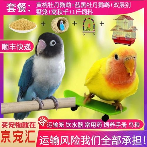 小鸟活体幼鸟牡丹鹦鹉活体宠物鹦鹉活鸟虎皮鹦鹉玄风鹦鹉活鸟宠物玄风