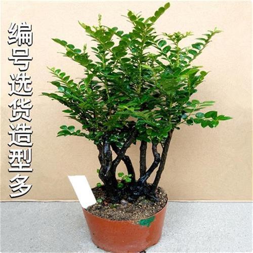 新品小叶紫檀树树桩盆景室内客厅办公桌面绿o植盆v栽观茎植物易养