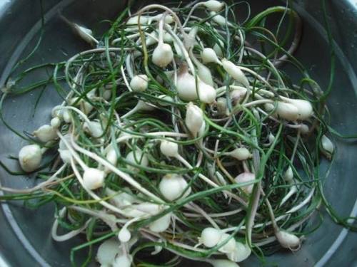 东北特产纯农家新鲜脑瓜崩小根蒜野菜现摘250克4份才