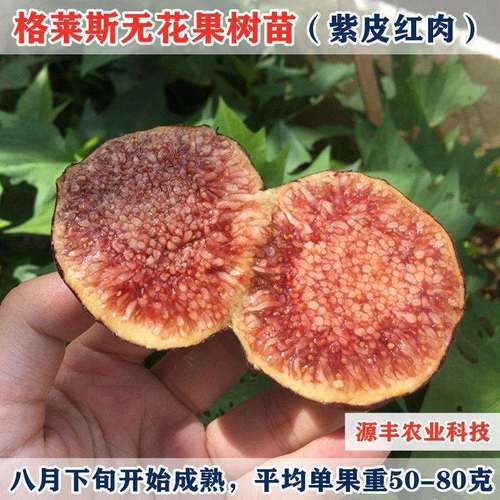 格莱斯无花果苗水蜜桃无花果树苗特大紫皮红肉糖心流蜜盆栽地栽苗