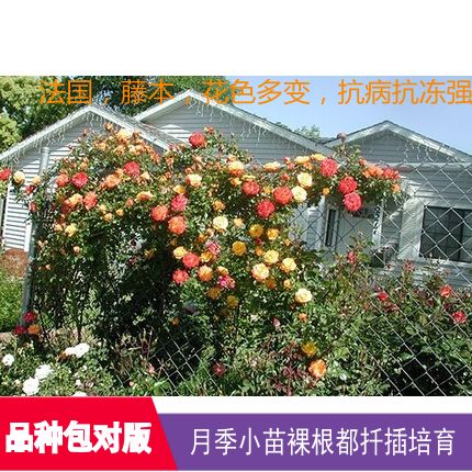 【藤彩虹rainbow"s end climbing mini rose】红叶园艺月季花卉