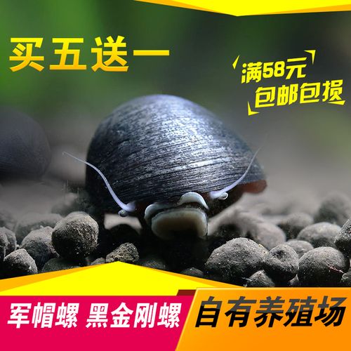 军帽螺黑金刚螺活体螺观赏螺鱼缸水族箱除藻螺宠物满送包邮